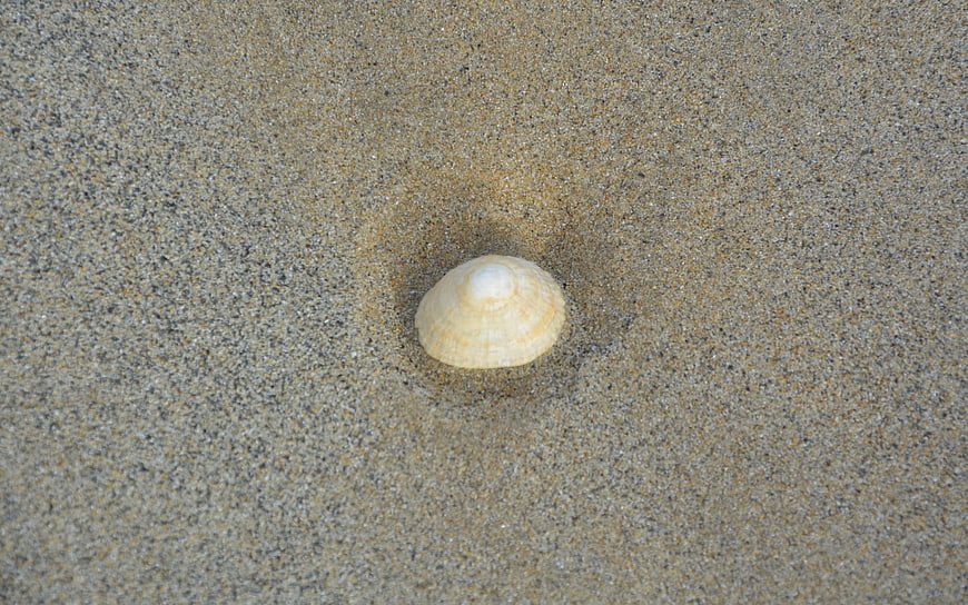 Top view of a single seashell on textured sand