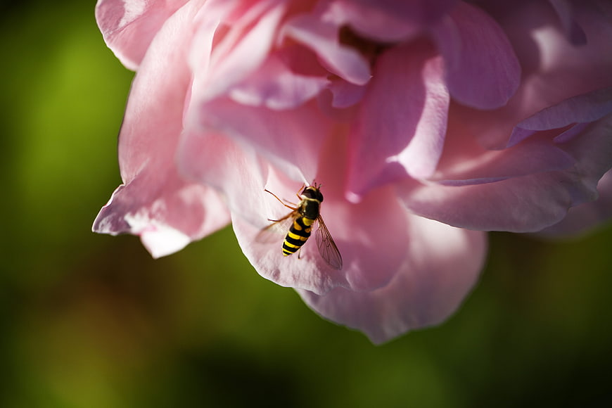 Hoverfly on Pink Rose Petal Close Up