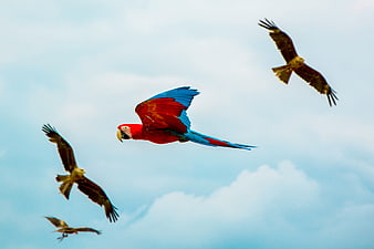 Scarlet Macaw Flying with Hawks in Blue Sky