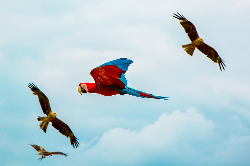Scarlet Macaw Flying with Hawks in Blue Sky