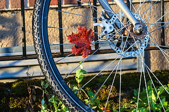 Red maple leaf caught in bicycle wheel spokes