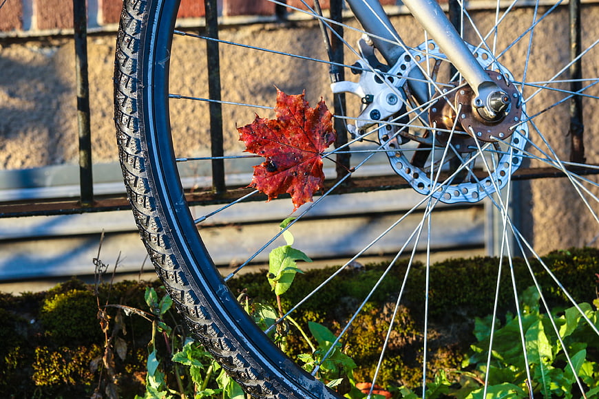 Red maple leaf caught in bicycle wheel spokes