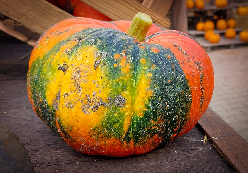 Colorful Heirloom Pumpkin on Wooden Crate