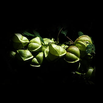 Dramatic close-up of green balloon vine fruit pods in shadow