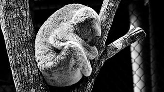 Sleeping Koala Curled On Tree Branch In Black And White