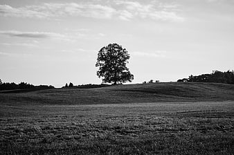 Solitary Tree on Rolling Hill Black and White Landscape