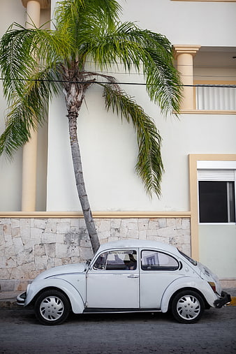 White vintage Volkswagen Beetle parked under palm tree