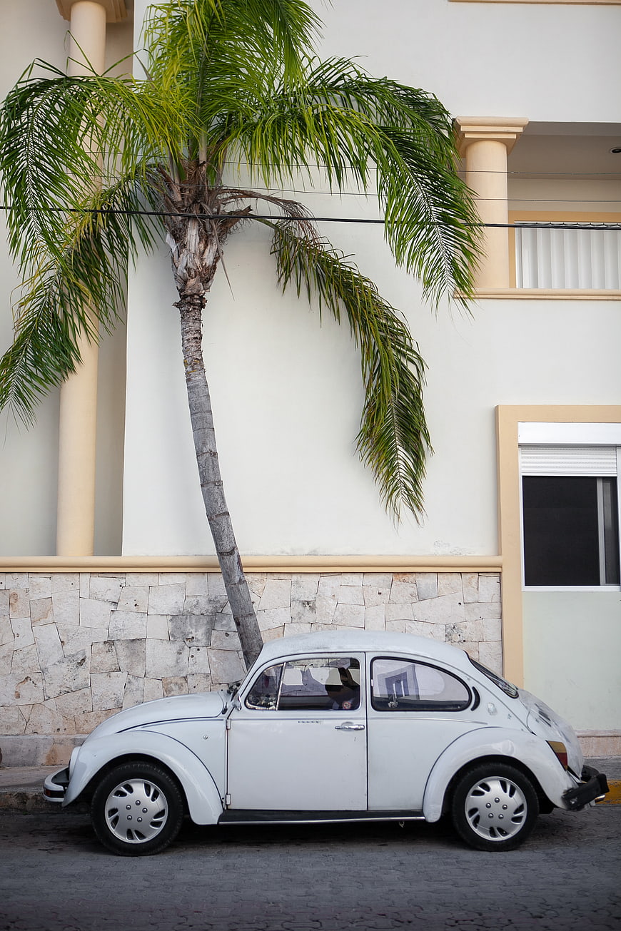 White vintage Volkswagen Beetle parked under palm tree