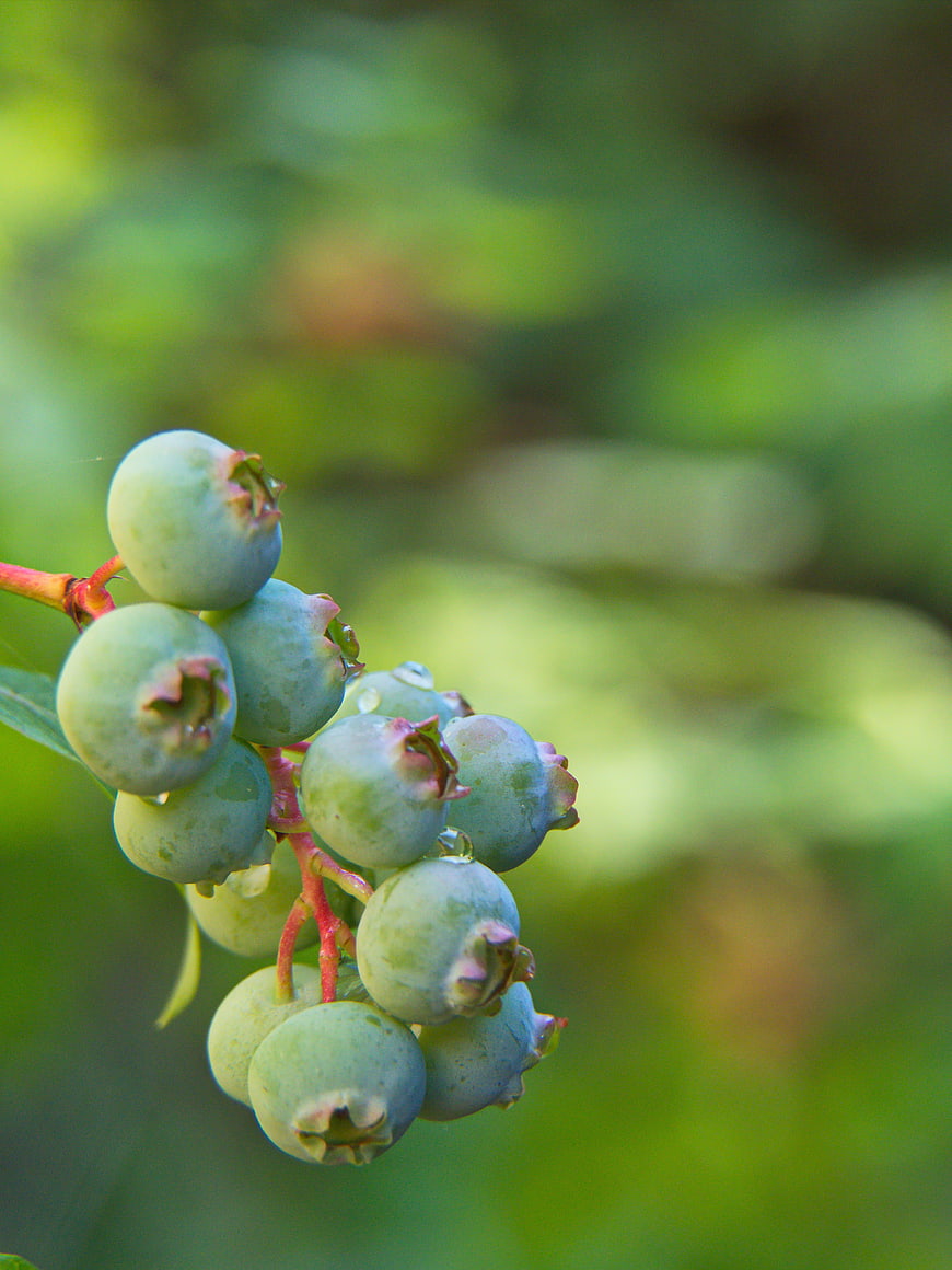 Close-up of Unripe Green Blueberries on a Branch