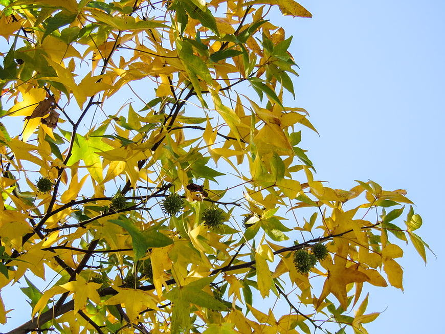 Yellow and green maple leaves against blue sky