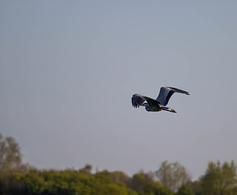 Great Blue Heron Flying Against Clear Sky