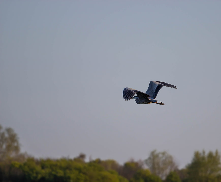 Great Blue Heron Flying Against Clear Sky