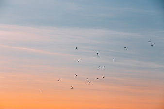 Flock of Birds Flying Against a Colorful Sunset Sky