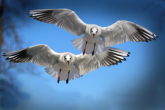 Two seagulls flying in formation against blue sky
