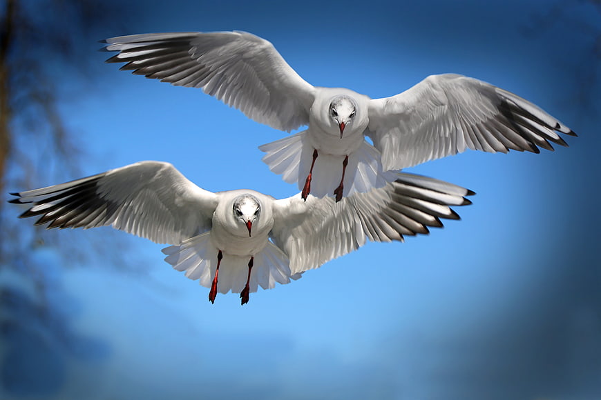Two seagulls flying in formation against blue sky