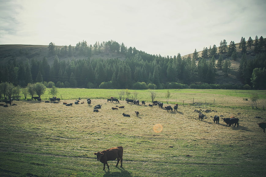 Brown Cow Grazing in Green Pasture with Forest Hills