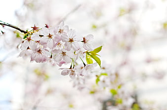 Delicate Pink Cherry Blossoms on Branch with Soft Background