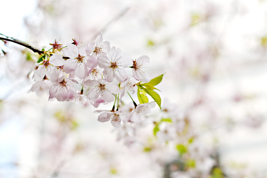 Delicate Pink Cherry Blossoms on Branch with Soft Background