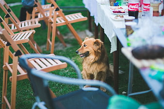 Golden dog sitting under table at outdoor party