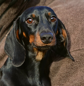 Close-up portrait of a black and tan dachshund dog looking at camera