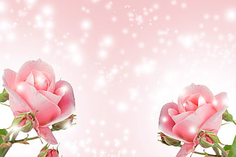 Pink Roses With Sparkling Bokeh Background
