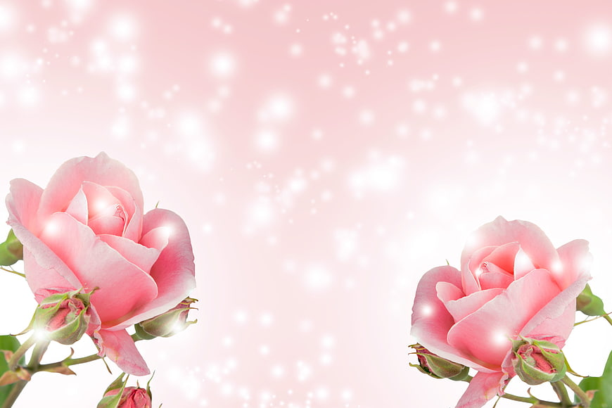 Pink Roses With Sparkling Bokeh Background