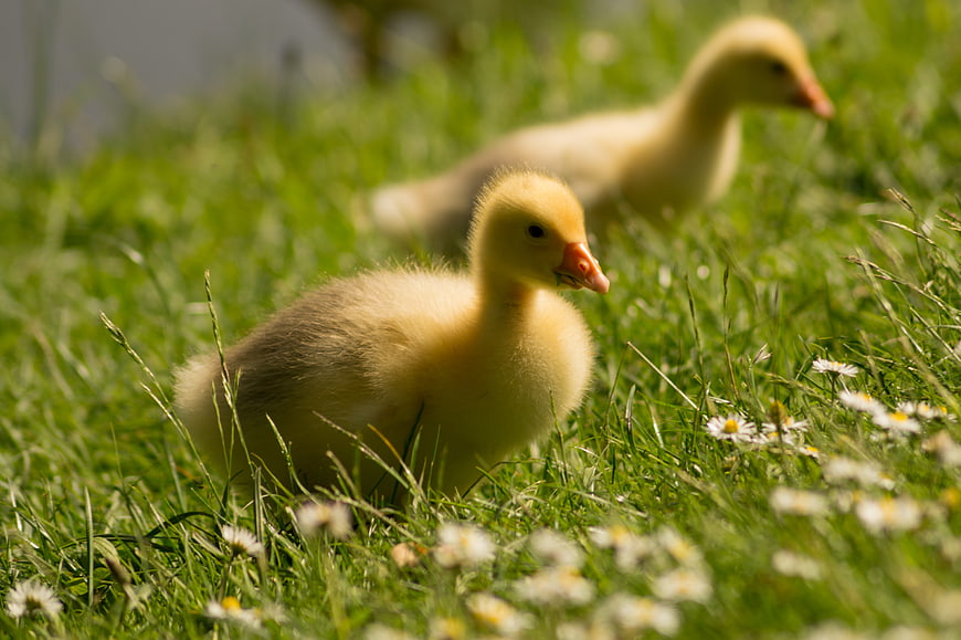 Cute yellow gosling in green grass with daisies