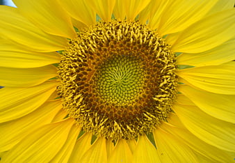 Close-up of a vibrant yellow sunflower center