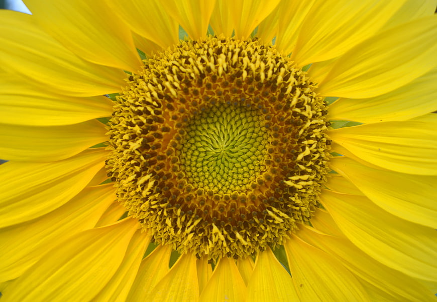 Close-up of a vibrant yellow sunflower center