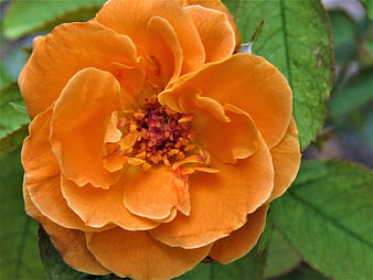 Close-up of vibrant orange rose flower with green leaves