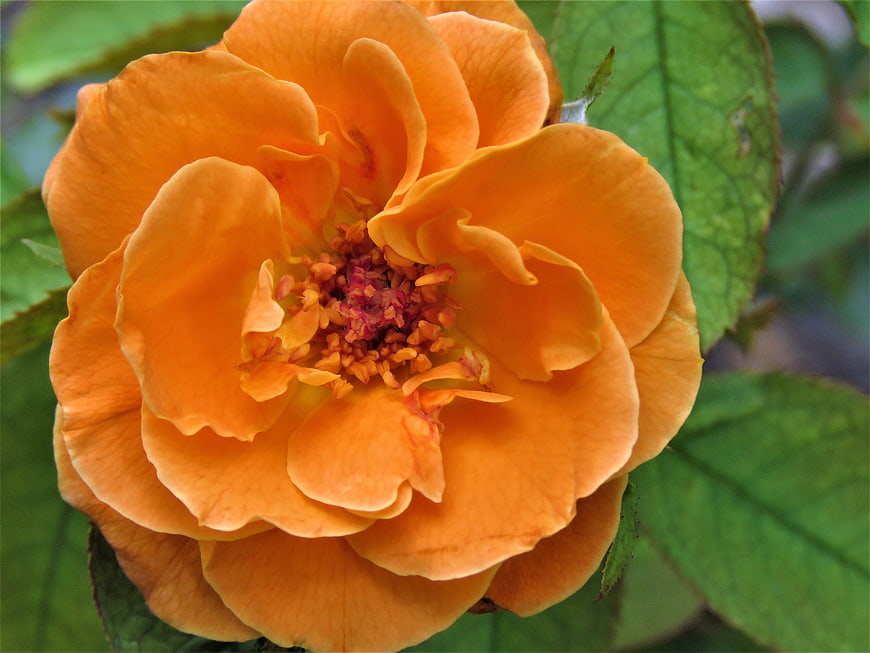 Close-up of vibrant orange rose flower with green leaves