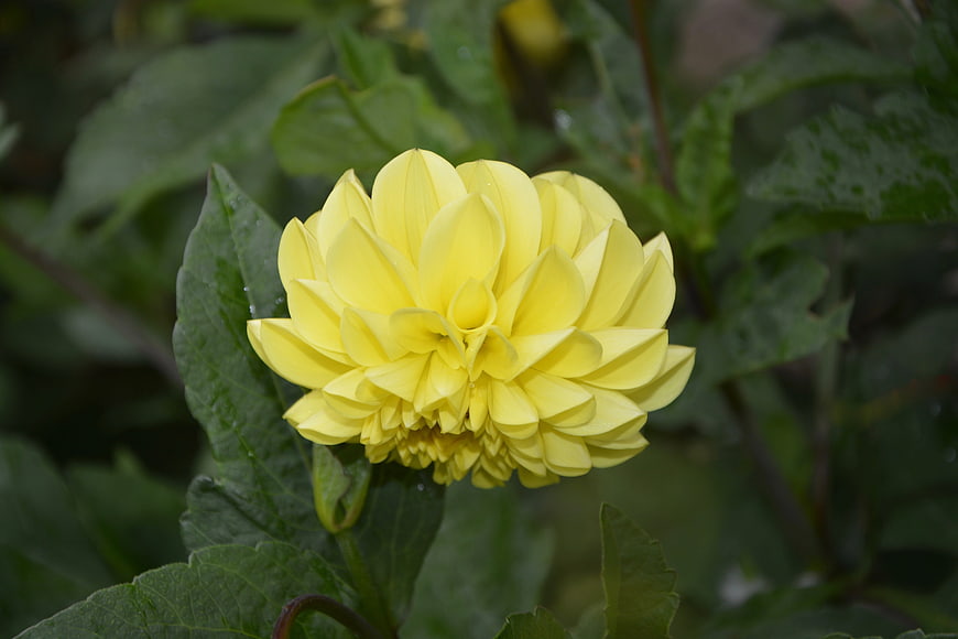 Close-up of a vibrant yellow dahlia flower in a garden