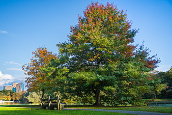 Colorful Autumn Tree in Park with Lake and City Skyline