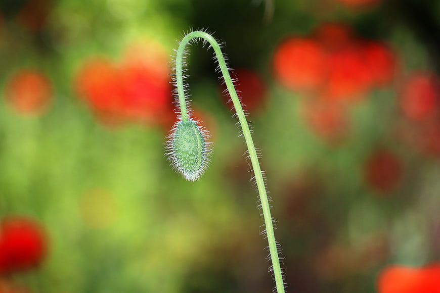 Close-up of a fuzzy green poppy bud with red background
