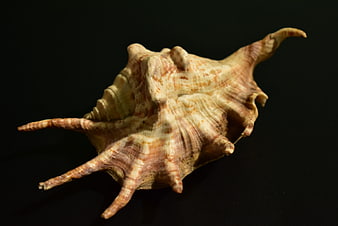 Spiny Murex Sea Shell on Black Background
