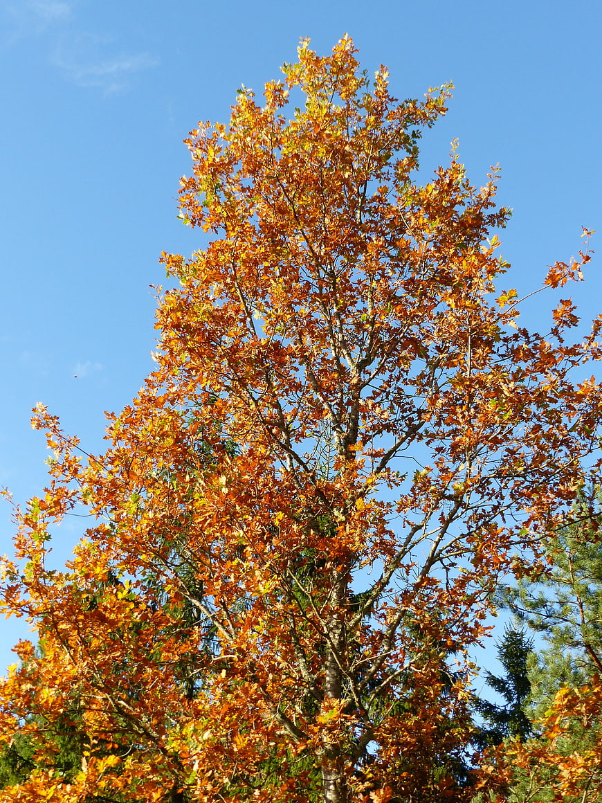 Tall Oak Tree with Orange Autumn Leaves Against Blue Sky