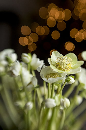 White Hellebore Flowers with Golden Bokeh Background