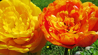 Vibrant Yellow and Orange Tulips in Spring Garden