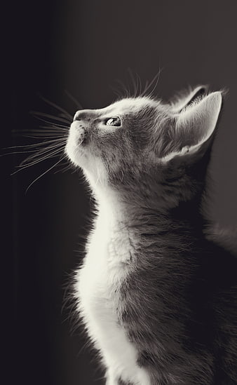 Black and white portrait of a kitten looking up in profile