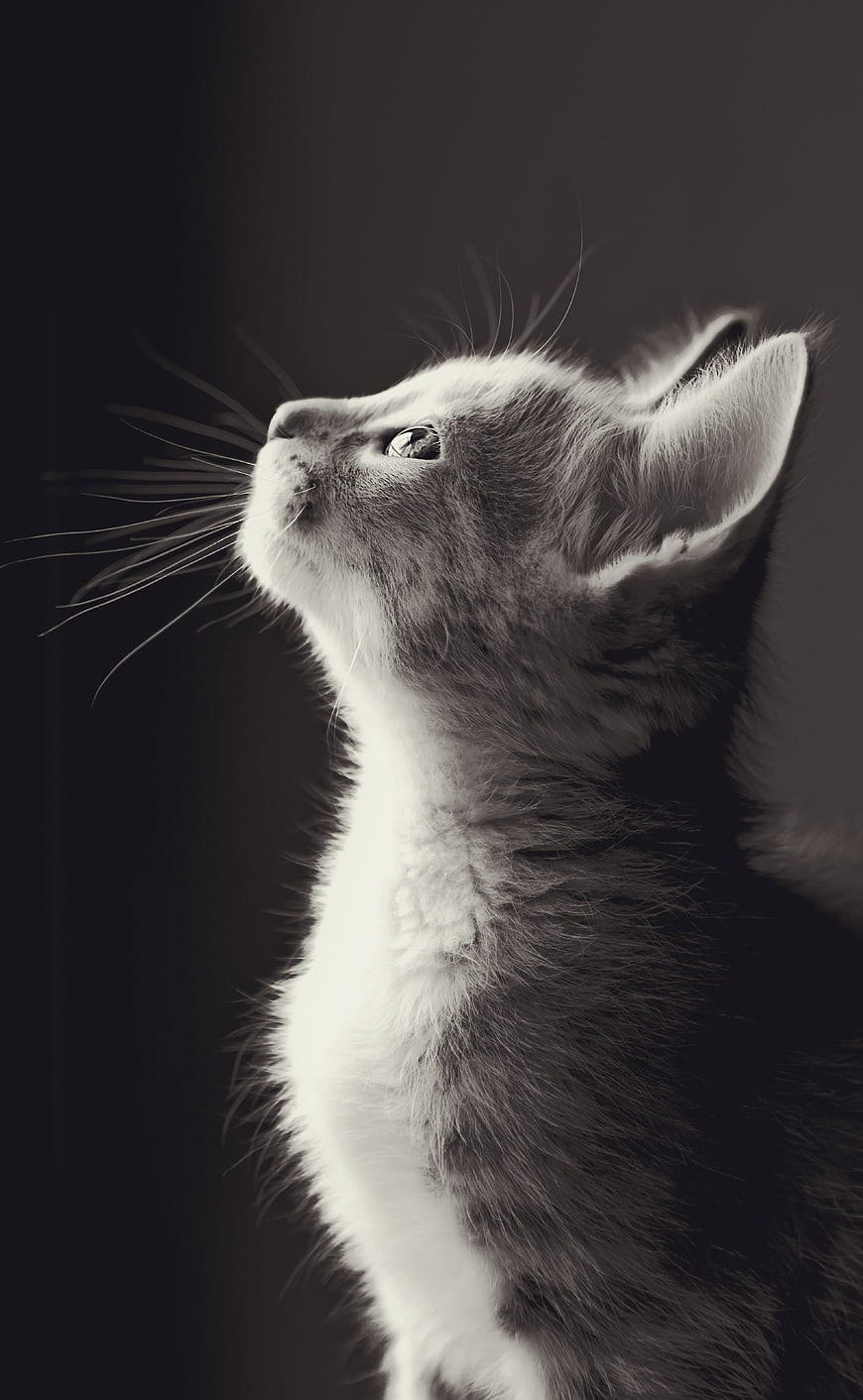 Black and white portrait of a kitten looking up in profile
