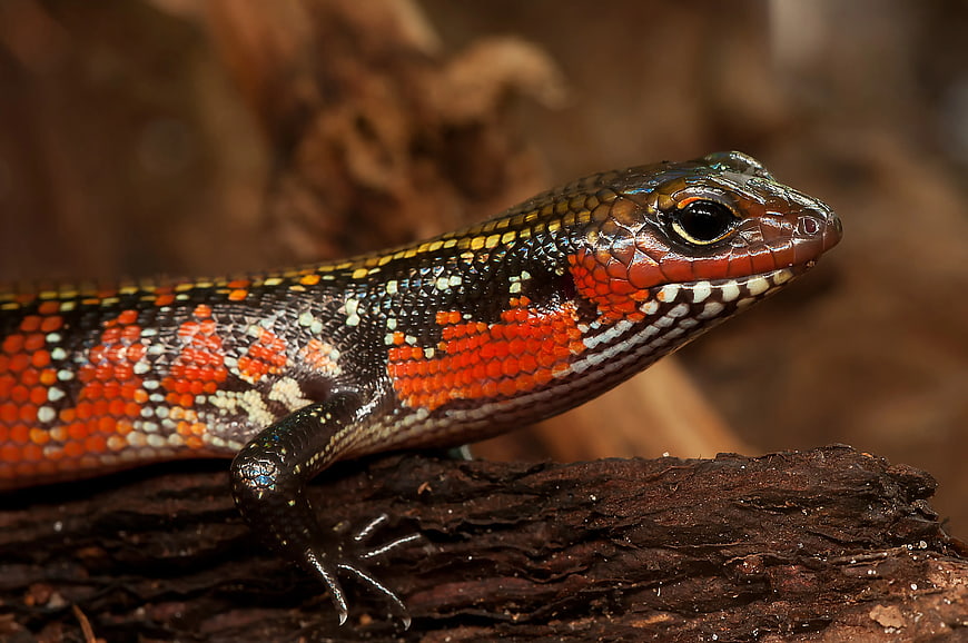 Close-up of a colorful red and black skink on bark