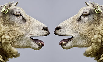 Two sheep facing each other with mouths open