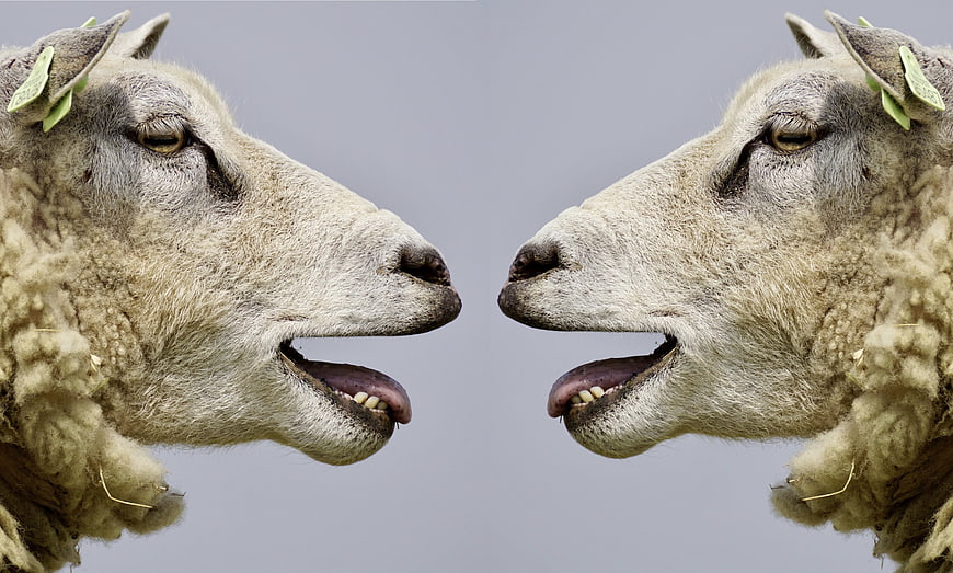 Two sheep facing each other with mouths open