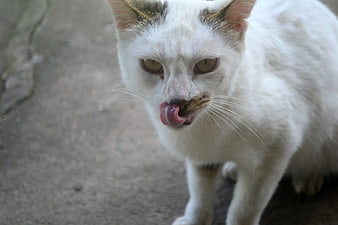 White Cat Licking Nose on Concrete Path