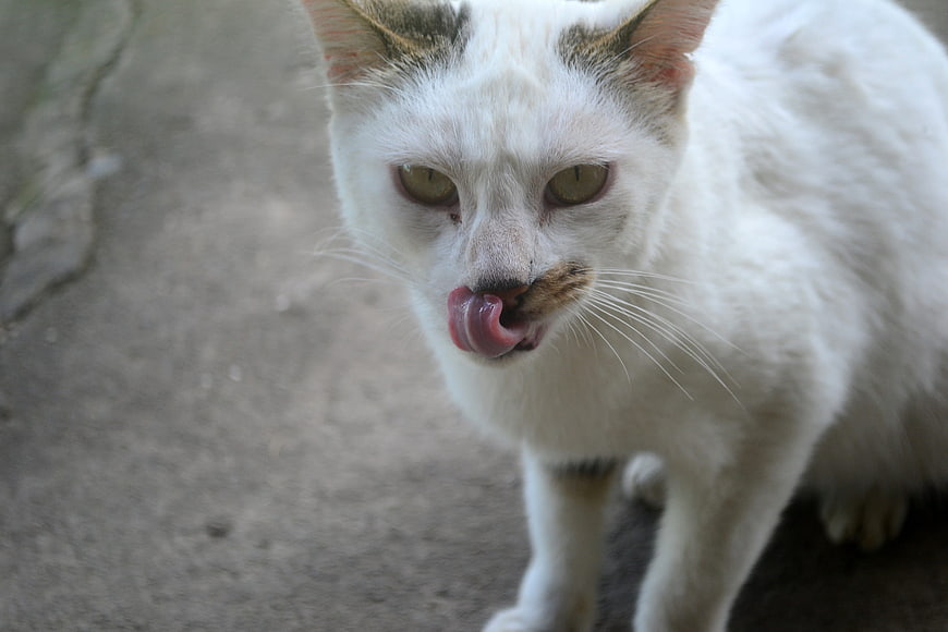 White Cat Licking Nose on Concrete Path