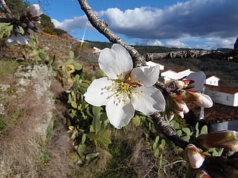 White Almond Blossom Close-Up with Rural Village Background
