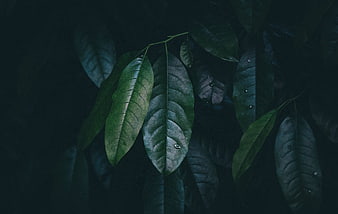 Dark moody green leaves with water droplets close-up