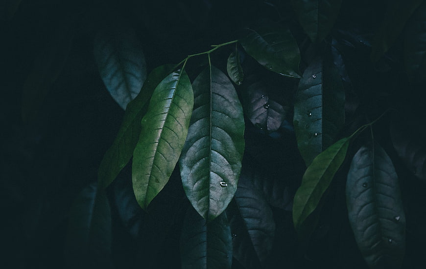 Dark moody green leaves with water droplets close-up