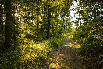 Sunlit Forest Path in Lush Green Woods