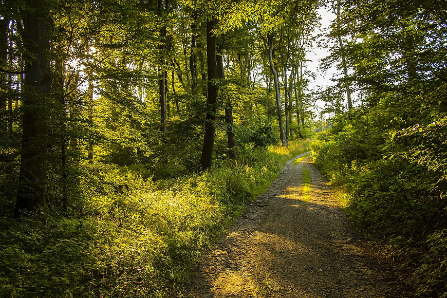 Sunlit Forest Path in Lush Green Woods